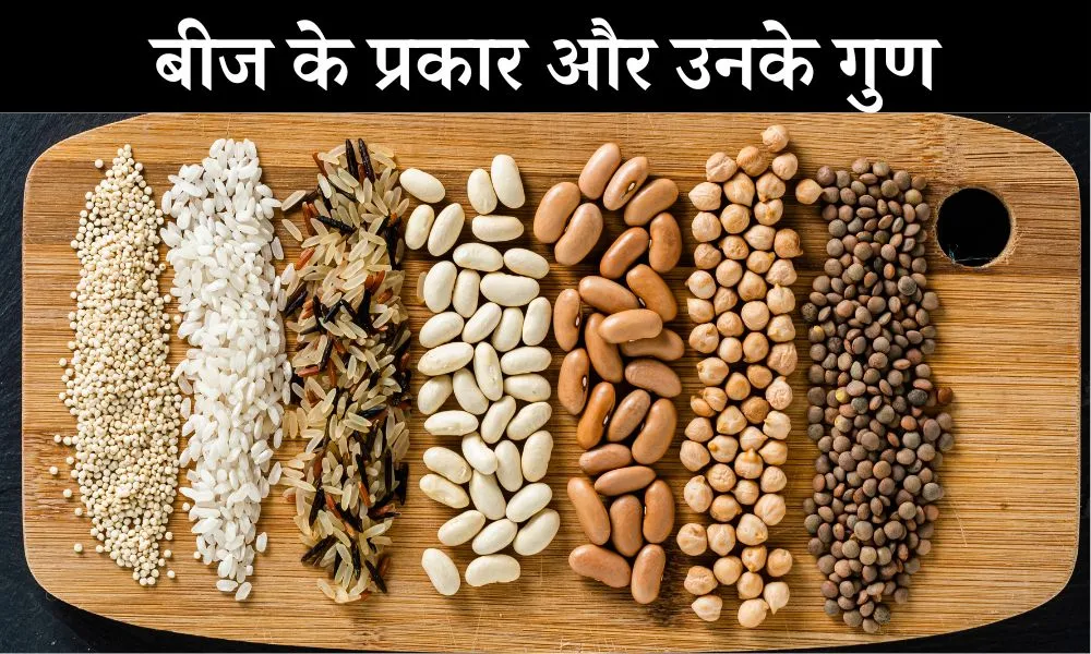 बीज कितने प्रकार के होते हैं - How Many Types Of Seeds In Hindi