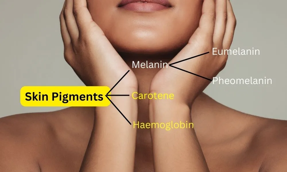 स्किन पिगमेंट के प्रकार, रोग और त्वचा के रंग के पीछे का विज्ञान - Skin Pigments in Hindi