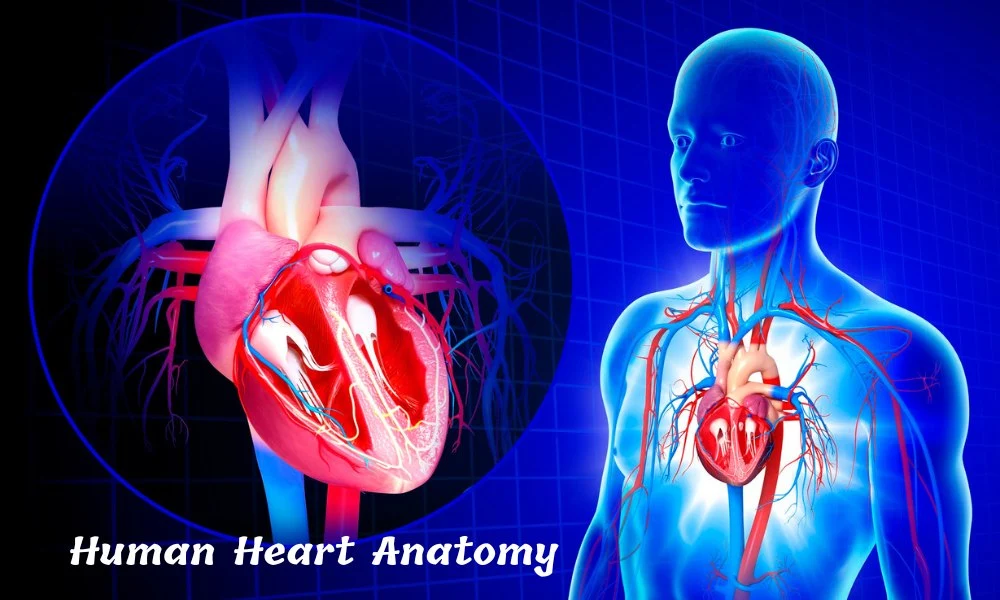 Human Heart Anatomy A Comprehensive Guide