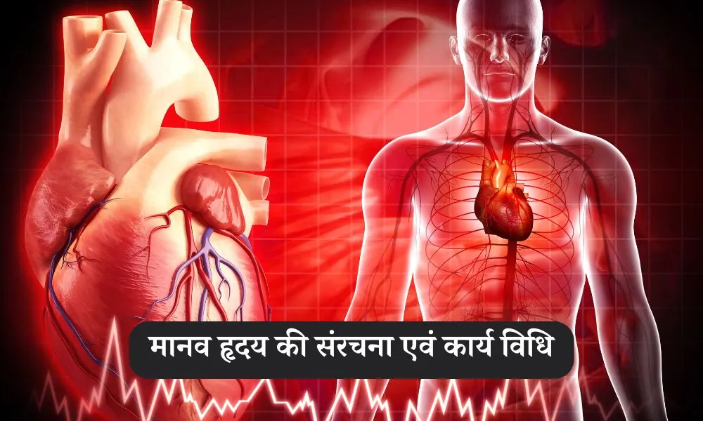 मानव हृदय की संरचना एवं कार्य विधि - Human Heart Anatomy in Hindi