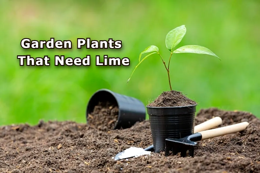 Garden Plants That Need Lime