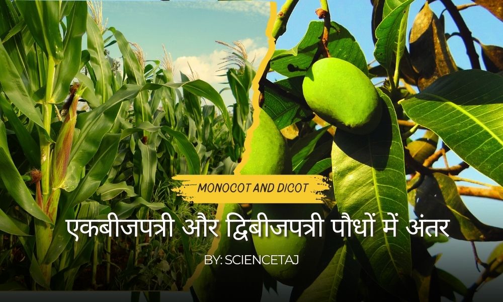 एकबीजपत्री और द्विबीजपत्री पौधों में अंतर - Difference Between Monocot and Dicot Plants in Hindi