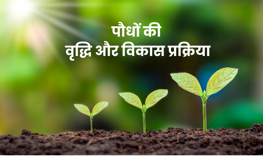 पौधों की वृद्धि और विकास प्रक्रिया - Plant Growth And Development In Hindi