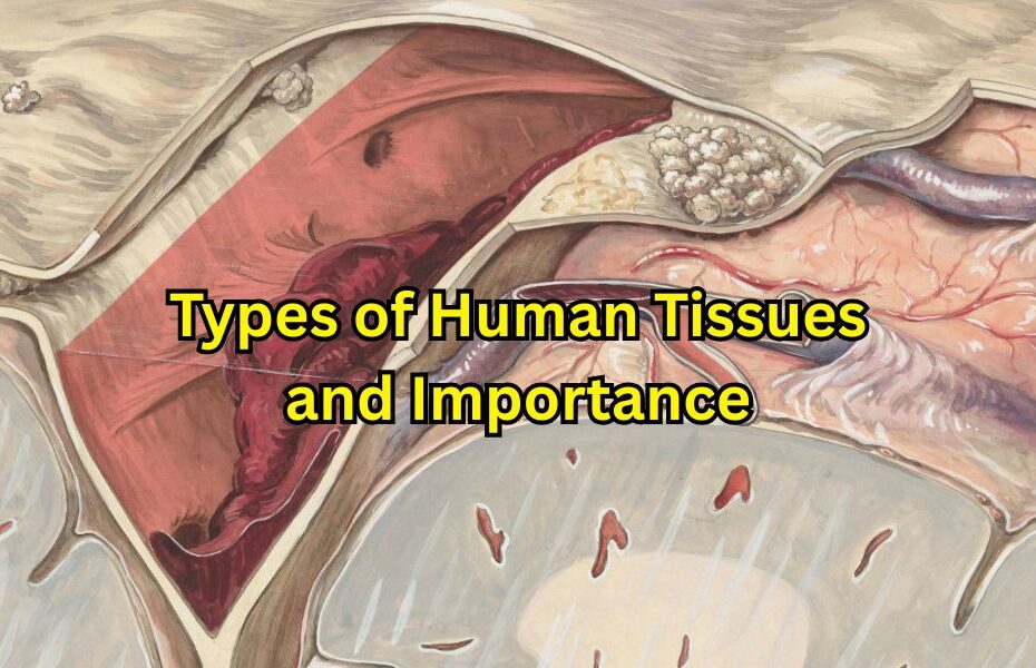 Types of Human Tissues and Importance